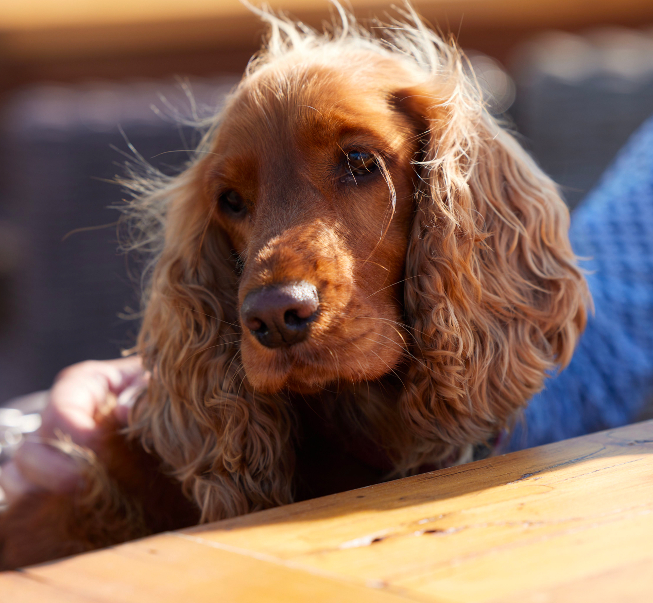 Photo of a dog with the wind in its hair at the Haven Restaurant in Lymington.